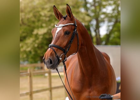 Hannoveraan, Merrie, 4 Jaar, 170 cm, Bruin