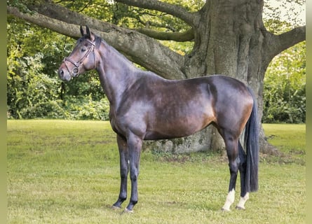 Hannoveraan, Merrie, 4 Jaar, 170 cm, Donkerbruin