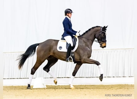 Hannoveraan, Merrie, 4 Jaar, 170 cm, Donkerbruin