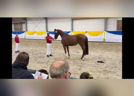 Hannoveraan, Merrie, 4 Jaar, 170 cm, Vos