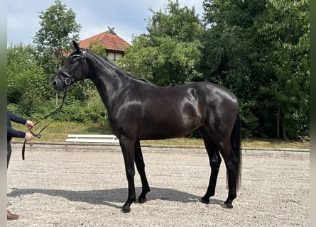 Hannoveraan, Merrie, 4 Jaar, 170 cm, Zwart