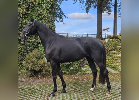 Hannoveraan, Merrie, 4 Jaar, 170 cm, Zwart