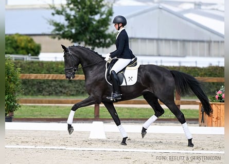 Hannoveraan, Merrie, 4 Jaar, 170 cm, Zwart