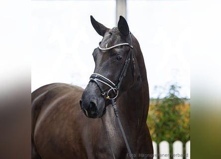 Hannoveraan, Merrie, 4 Jaar, 170 cm, Zwart