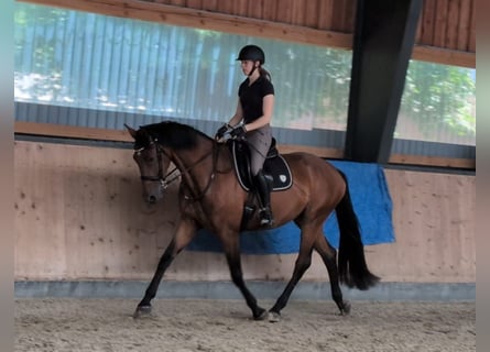 Hannoveraan, Merrie, 4 Jaar, 171 cm, Bruin
