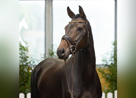 Hannoveraan, Merrie, 4 Jaar, 171 cm, Donkerbruin