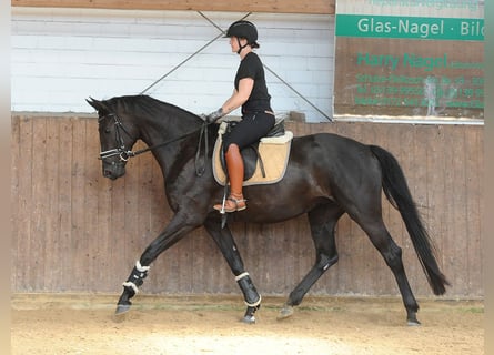 Hannoveraan, Merrie, 4 Jaar, 171 cm, Zwart