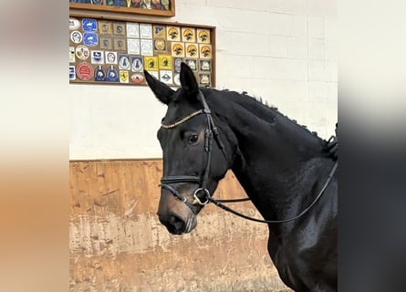 Hannoveraan, Merrie, 4 Jaar, 171 cm, Zwartbruin
