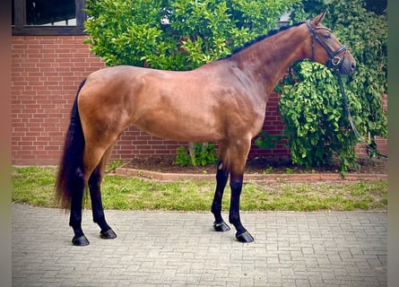 Hannoveraan, Merrie, 4 Jaar, 172 cm, Bruin
