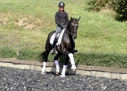Hannoveraan, Merrie, 4 Jaar, 172 cm, Donkerbruin