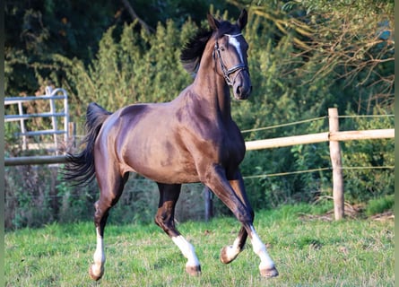 Hannoveraan, Merrie, 4 Jaar, 172 cm, Zwart