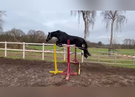 Hannoveraan, Merrie, 4 Jaar, 172 cm, Zwart