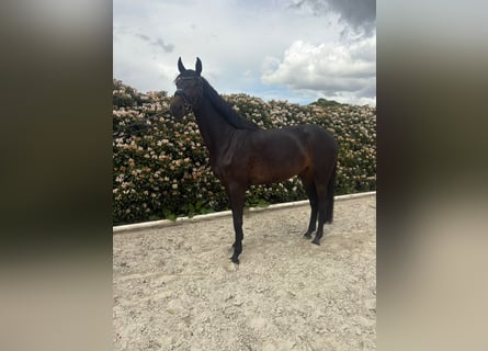 Hannoveraan, Merrie, 4 Jaar, 172 cm, Zwartbruin