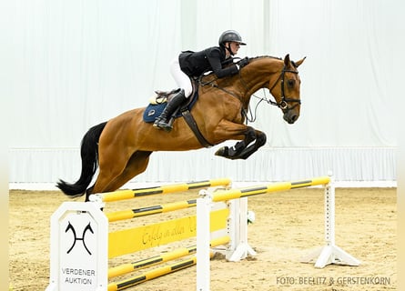 Hannoveraan, Merrie, 4 Jaar, 173 cm, Bruin