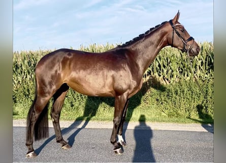 Hannoveraan, Merrie, 4 Jaar, 173 cm, Donkerbruin