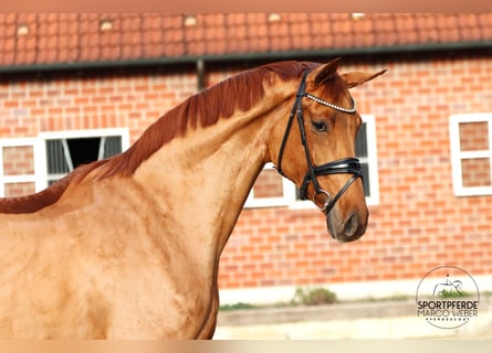Hannoveraan, Merrie, 4 Jaar, 173 cm, Vos