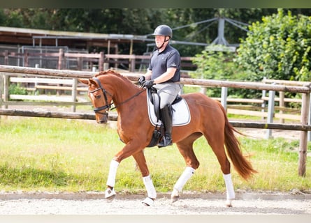 Hannoveraan, Merrie, 4 Jaar, 173 cm, Vos