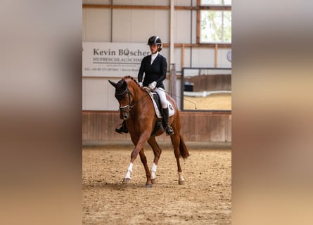 Hannoveraan, Merrie, 4 Jaar, 174 cm, Vos