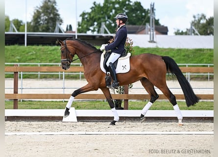 Hannoveraan, Merrie, 4 Jaar, 175 cm, Bruin