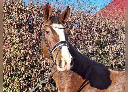 Hannoveraan, Merrie, 4 Jaar, 175 cm, Donkere-vos