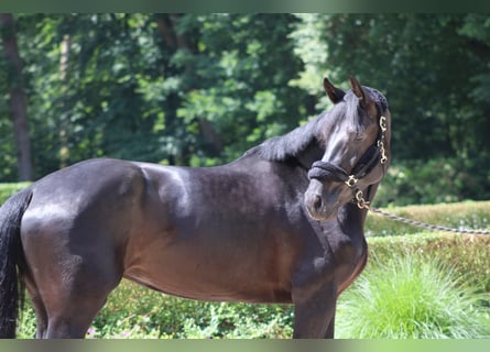 Hannoveraan, Merrie, 4 Jaar, 175 cm, Zwartbruin