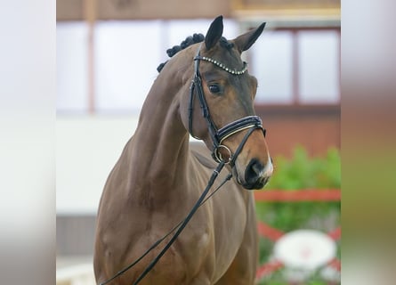 Hannoveraan, Merrie, 4 Jaar, Bruin