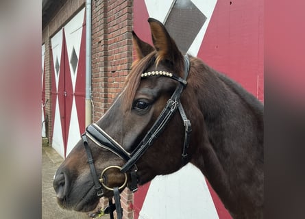 Hannoveraan, Merrie, 4 Jaar, Donkere-vos