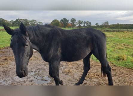 Hannoveraan, Merrie, 4 Jaar, Zwart