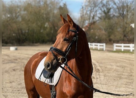 Hannoveraan, Merrie, 5 Jaar, 158 cm, Donkere-vos
