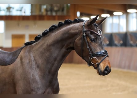Hannoveraan, Merrie, 5 Jaar, 160 cm, Donkerbruin