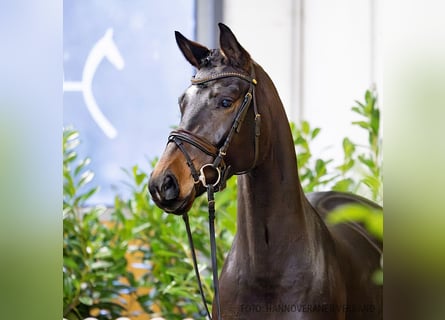 Hannoveraan, Merrie, 5 Jaar, 160 cm, Donkerbruin