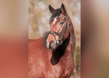 Hannoveraan, Merrie, 5 Jaar, 161 cm, Bruin