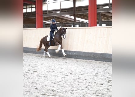 Hannoveraan, Merrie, 5 Jaar, 161 cm, Donkere-vos