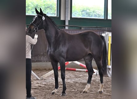 Hannoveraan, Merrie, 5 Jaar, 161 cm, Zwartbruin