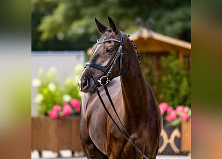 Hannoveraan, Merrie, 5 Jaar, 161 cm, Zwartbruin