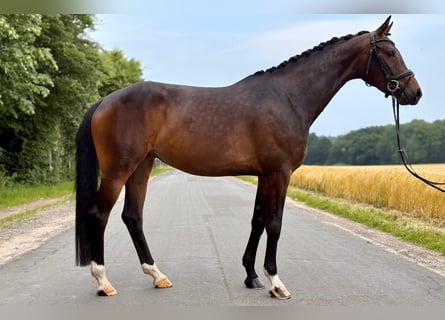 Hannoveraan, Merrie, 5 Jaar, 162 cm, Donkerbruin