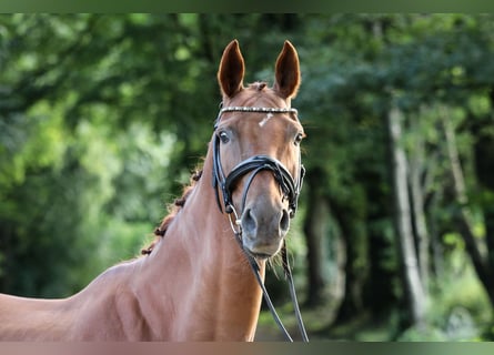 Hannoveraan, Merrie, 5 Jaar, 162 cm, Vos