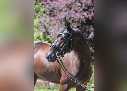 Hannoveraan, Merrie, 5 Jaar, 162 cm, Zwartbruin