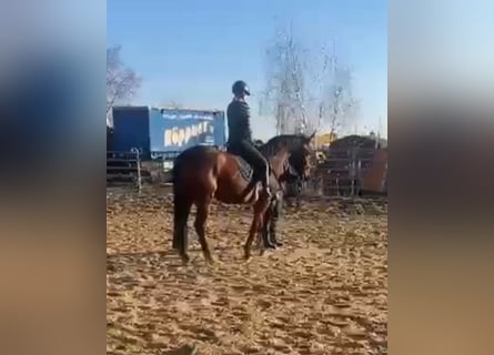 Hannoveraan, Merrie, 5 Jaar, 163 cm, Bruin