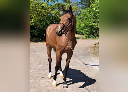 Hannoveraan, Merrie, 5 Jaar, 163 cm, Bruin