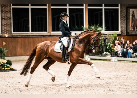 Hannoveraan, Merrie, 5 Jaar, 163 cm, Schimmel
