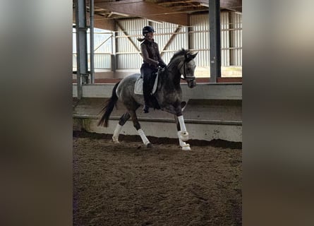 Hannoveraan, Merrie, 5 Jaar, 163 cm, Schimmel