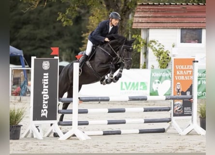 Hannoveraan, Merrie, 5 Jaar, 163 cm