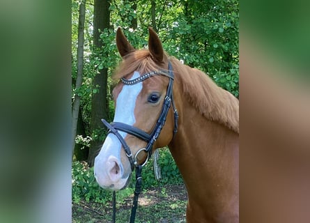 Hannoveraan, Merrie, 5 Jaar, 163 cm, Vos