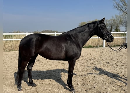 Hannoveraan, Merrie, 5 Jaar, 163 cm, Zwart