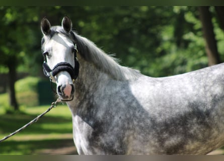 Hannoveraan, Merrie, 5 Jaar, 164 cm, Schimmel