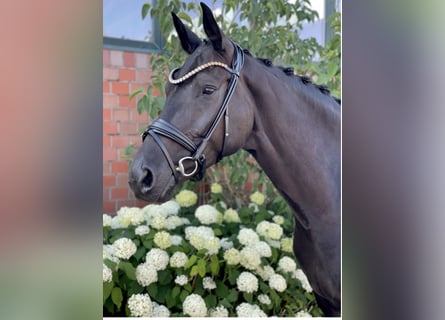 Hannoveraan, Merrie, 5 Jaar, 164 cm, Zwart