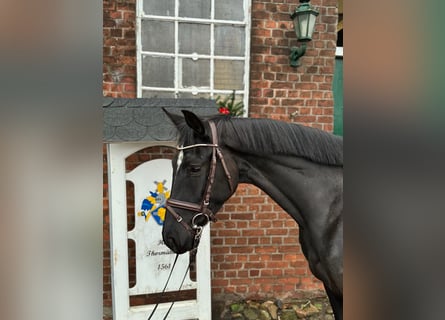 Hannoveraan, Merrie, 5 Jaar, 164 cm, Zwart