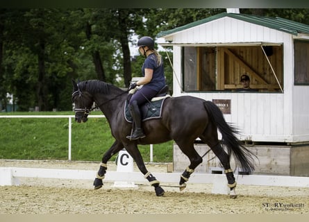 Hannoveraner, Stute, 5 Jahre, 164 cm, Rappe