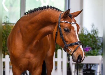 Hannoveraan, Merrie, 5 Jaar, 165 cm, Bruin